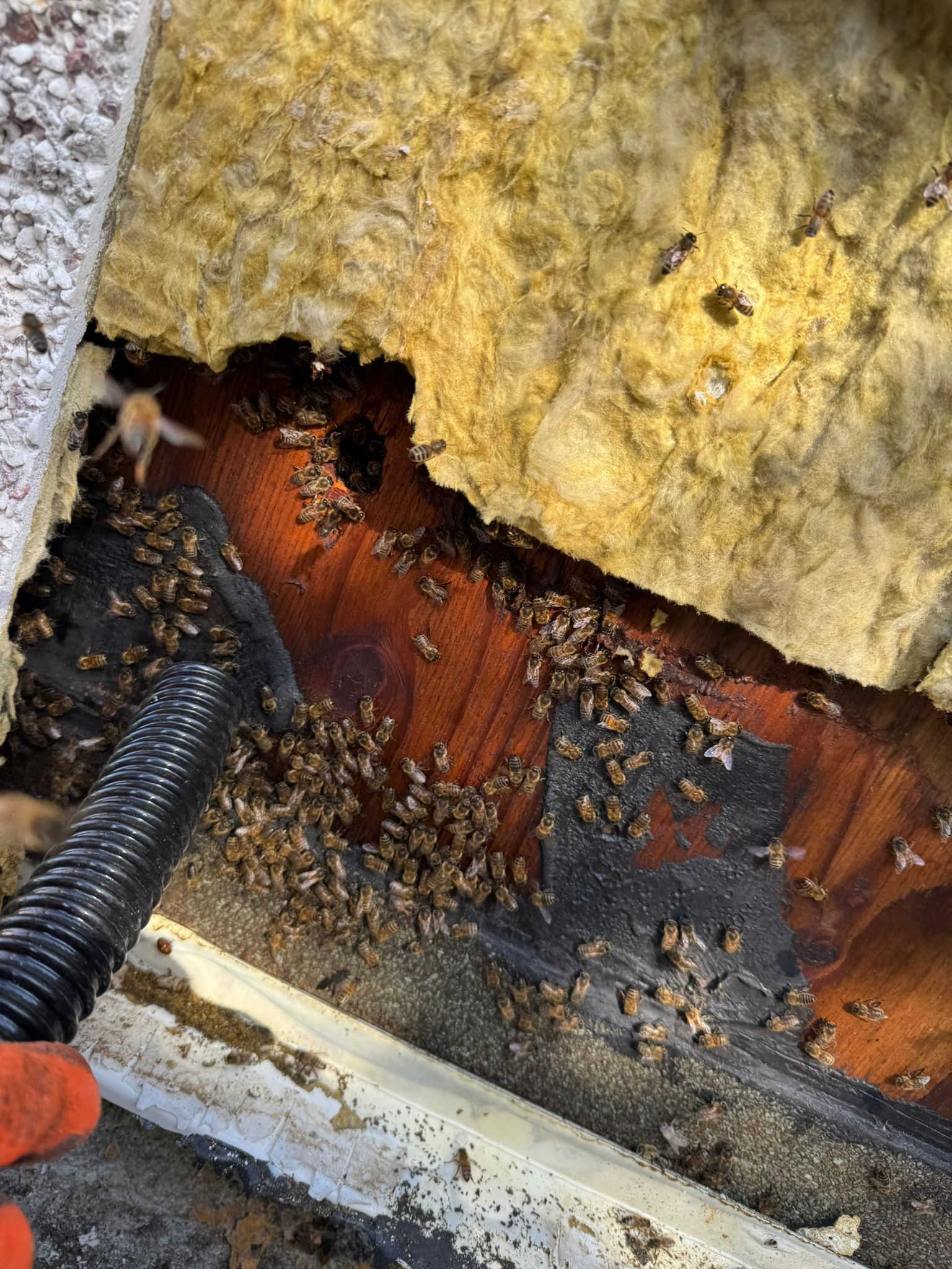 Honey bee colony removed from cavity wall using gentle vacuum collector for safe relocation