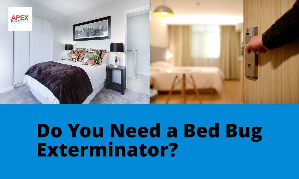 do you need a bed bug exterminator