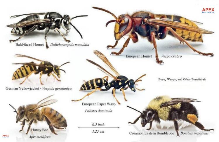 difference between wasps and bees