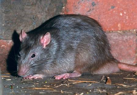 Pest rat Control