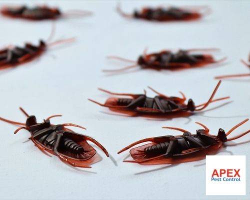 pest control service