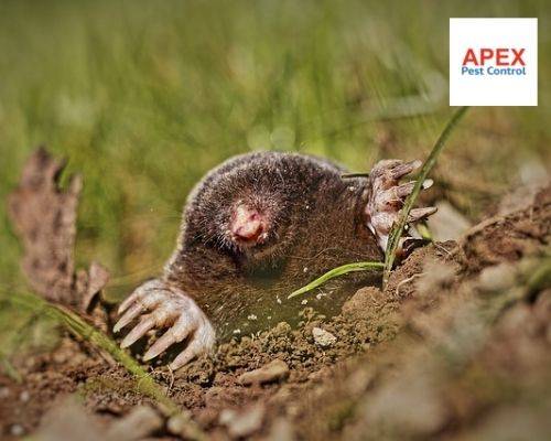 pest control sheffield 