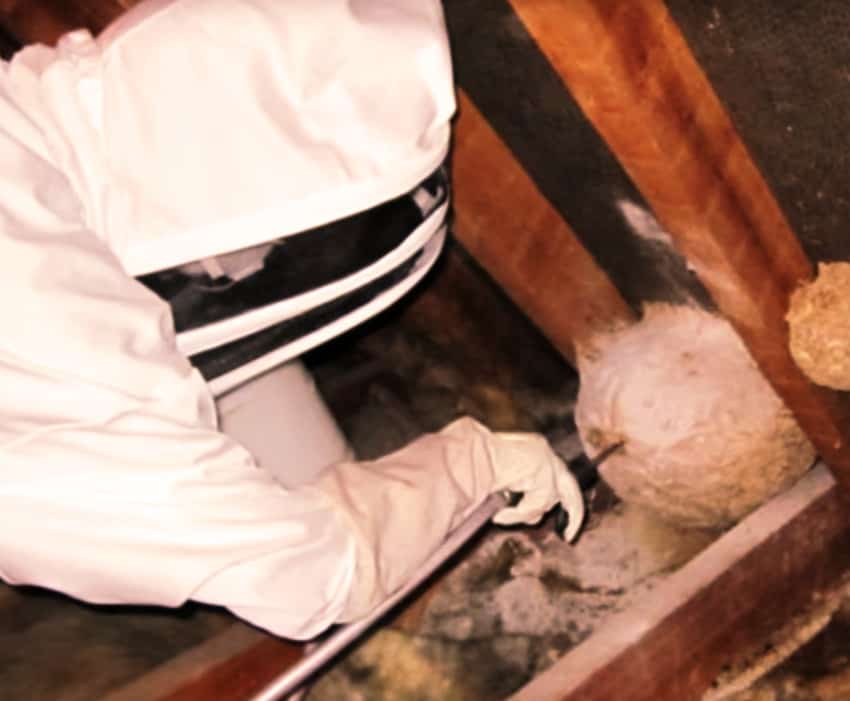 pest control wasps professional service