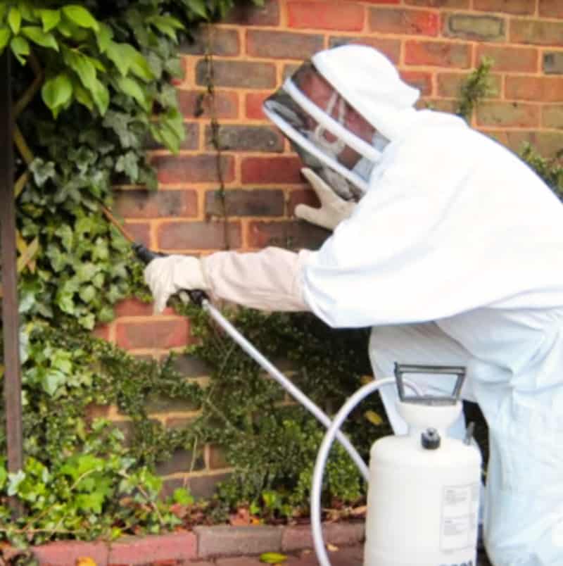 pest control wasps professional treatment