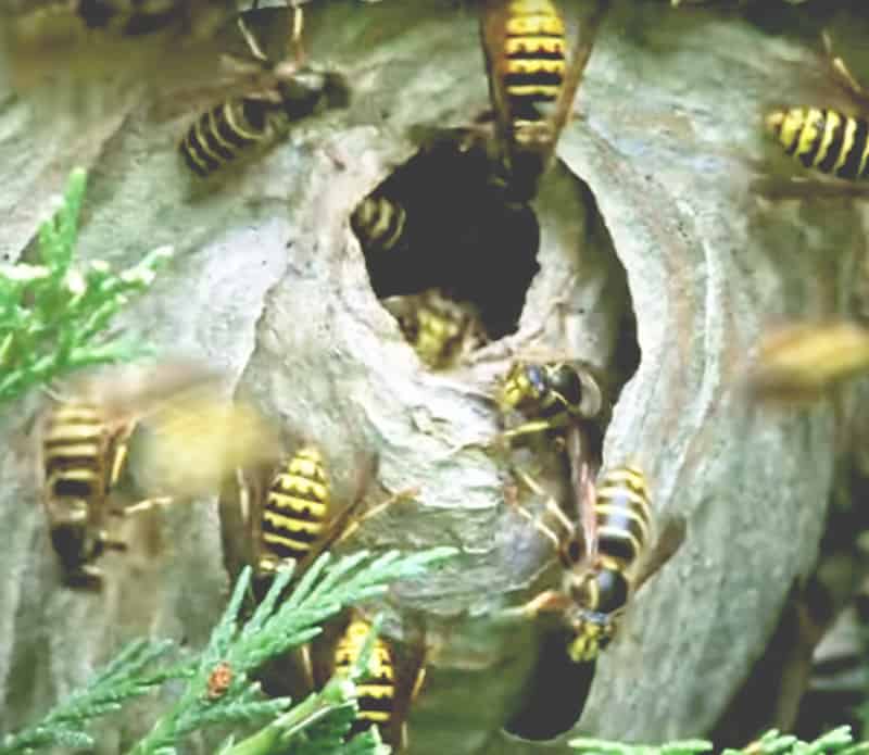 pest control wasps nest on property.