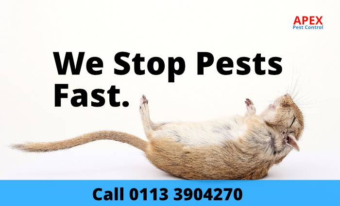 pest services