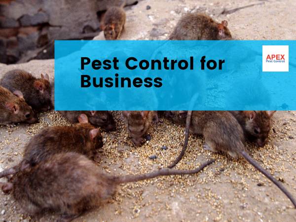 business rodent control