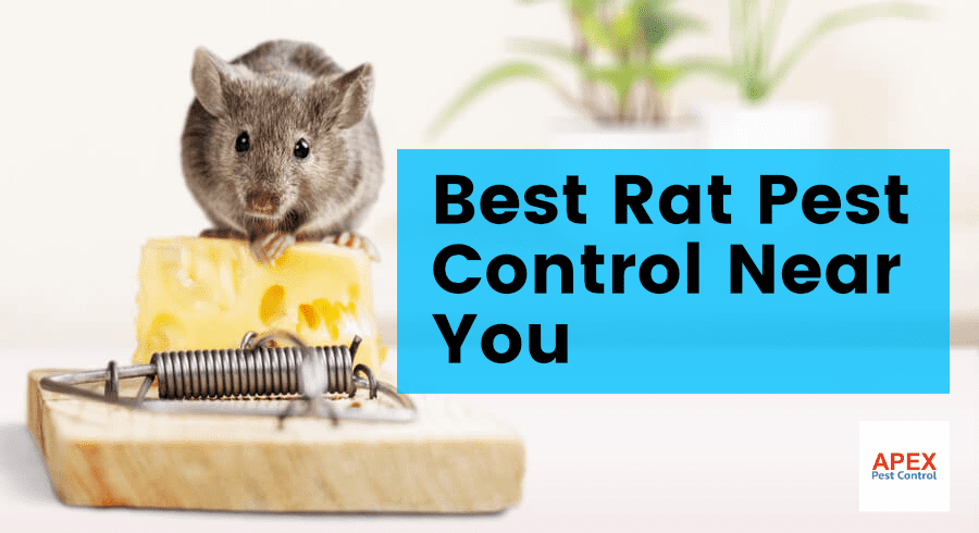 rat pest control