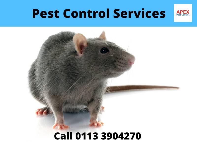 pest control services