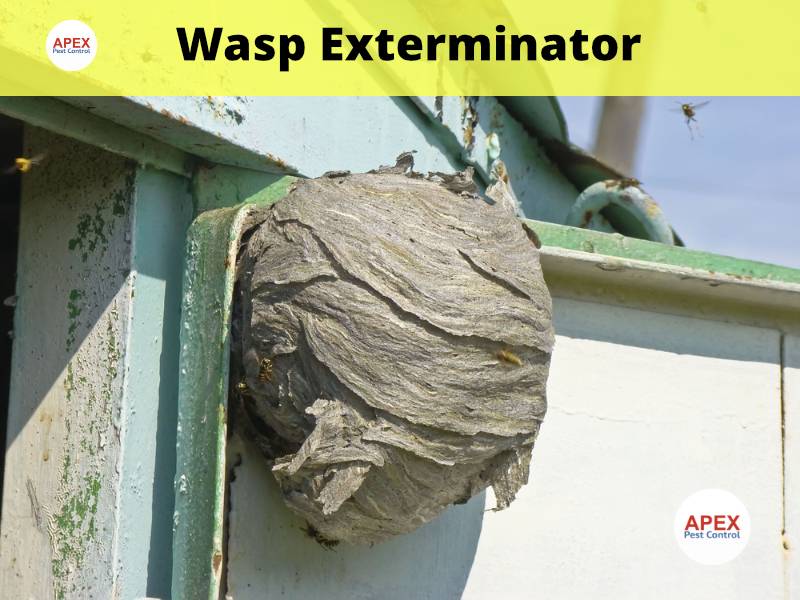 wasp nest