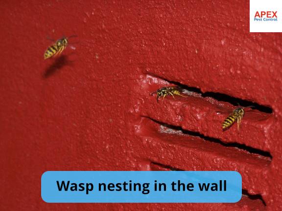 wasp nest in wall barnsley, south yorkshire