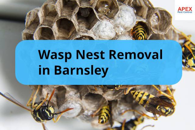 wasp nest removal barnsley - swarm