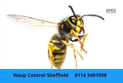 Wasp removal service common german wasp