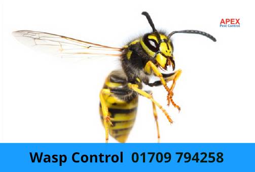wasp control Rotherham