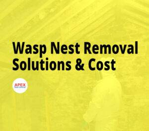 Removing an insect nest