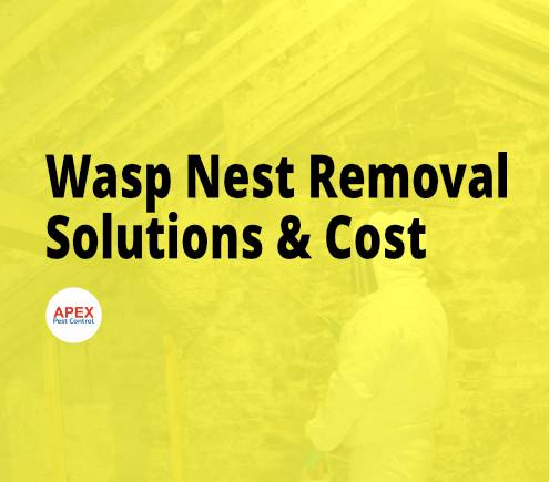 Removing an insect nest