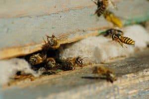 cluster of wasp entering there nesting hole - wasp nest removal near me