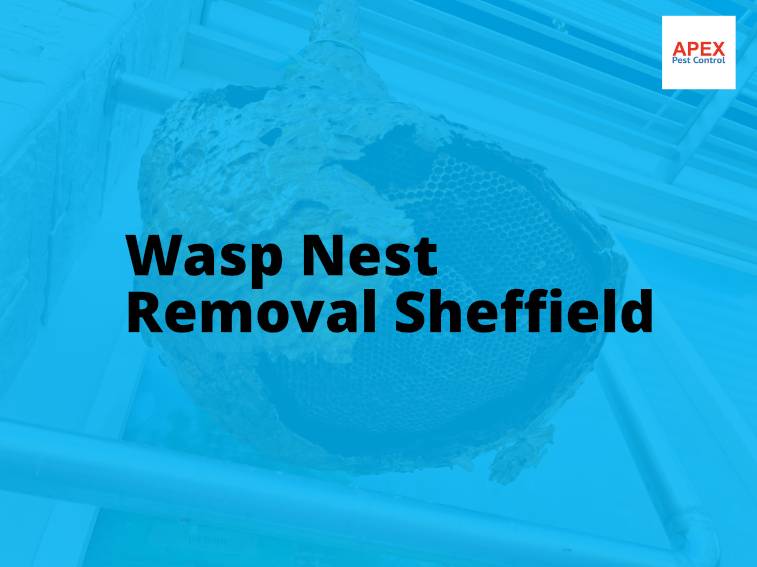Wasp Nest Removal Sheffield