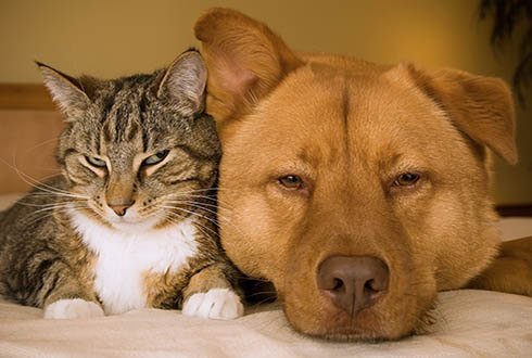 Veterinary Assistant Diploma
