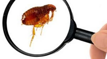 Flea magnified | Flea treatment
