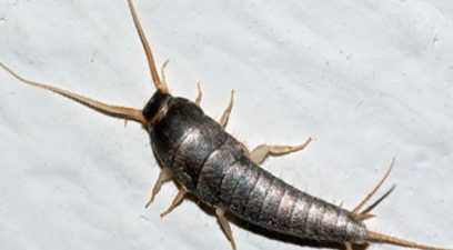 Silverfish in the kitchen or bathroom