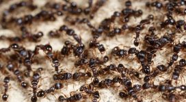 Black Ants feeding