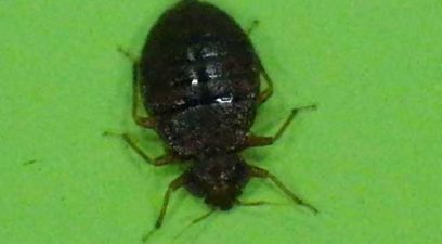 Bed Bug treatment | Bed bug after a feed of blood.