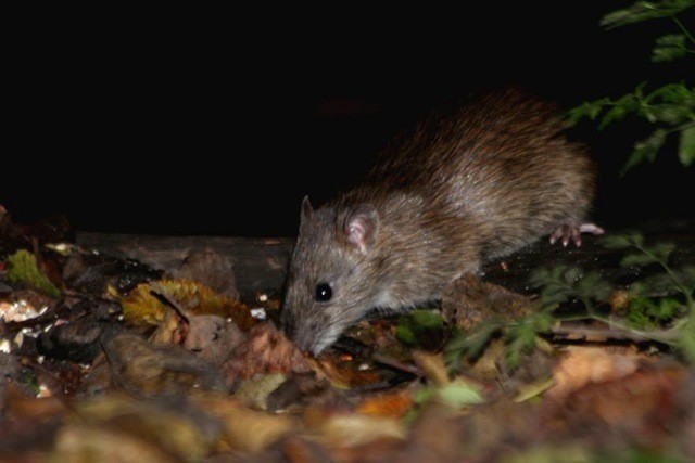 Brown rat foraging for food.