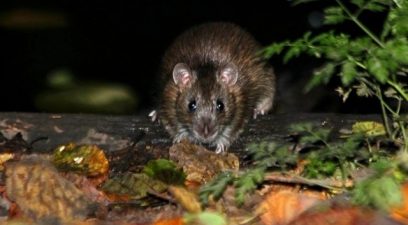 rat up close | Rat control