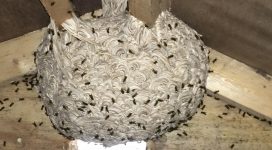 Wasp nest in attic space | Wasp nest removal Kent