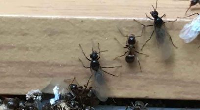 Ants | Pest Control Tonbridge