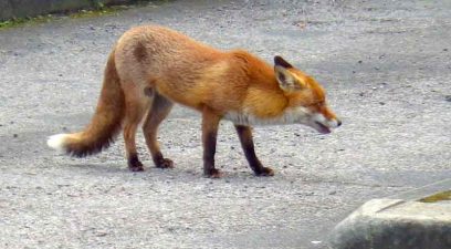Fox | fox removal