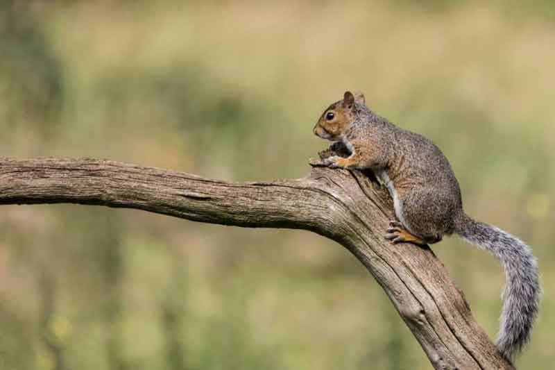 Squirrels In The Loft • Squirrel Control • Pest Control Maidstone