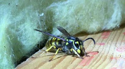 Wasp | Wasp nest removal in Maidstone