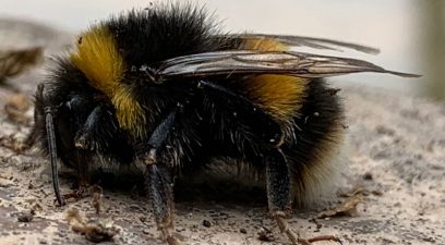 bumblebee-pest-control-kent | Bee removal in Maidstone