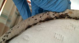 bed bugs treatment | Bed bug removal and treatment