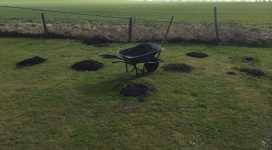 garden mole holes in lawn | Bed bug removal and treatment