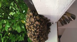 Bee Swarm | Bee swarm removal Maidstone