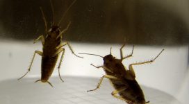 German cockroach | Maidstone Rodent, Bird & Insect Removal