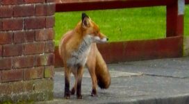 Fox Control in an Urban environment