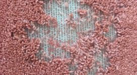 gnawed carpet | Pest Infestation Maidstone