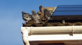 pigeons on roof | Dead fox removal