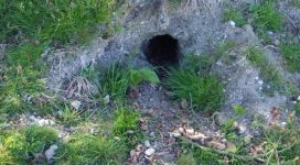 Rabbit control in Maidstone