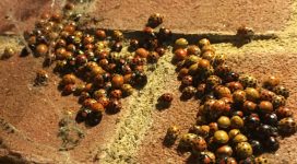 ladybird removal treatment in progress