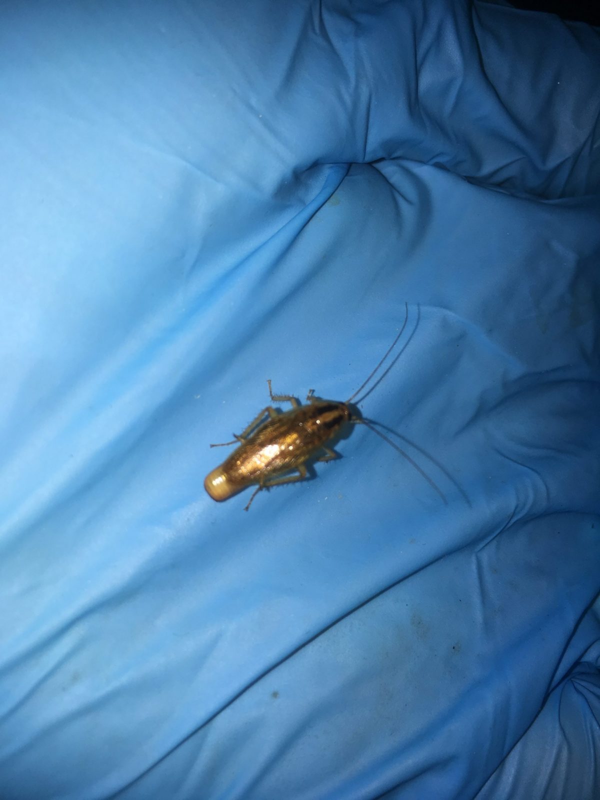 cockroach treatment | Removal and treatment of a German Cockroach Infestation