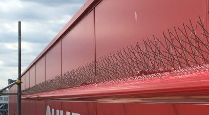 bird spiking | Wasp nest removal Maidstone
