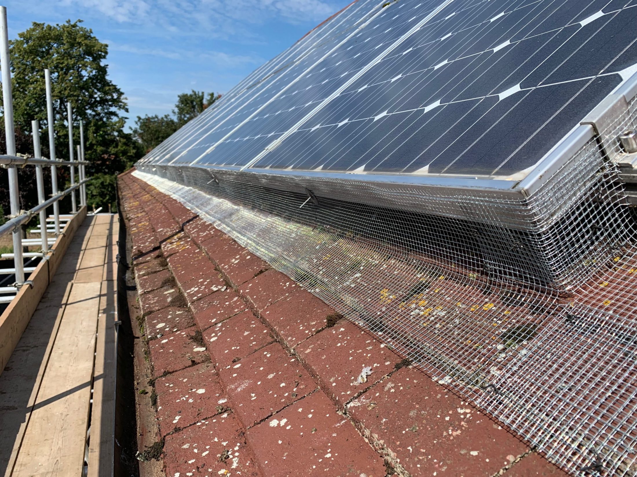 bird proofing roof | Maidstone Rodent, Bird & Insect Removal