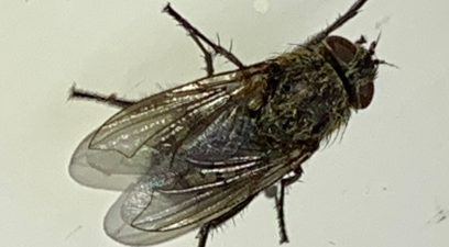 Cluster fly | Pest Infestation Maidstone