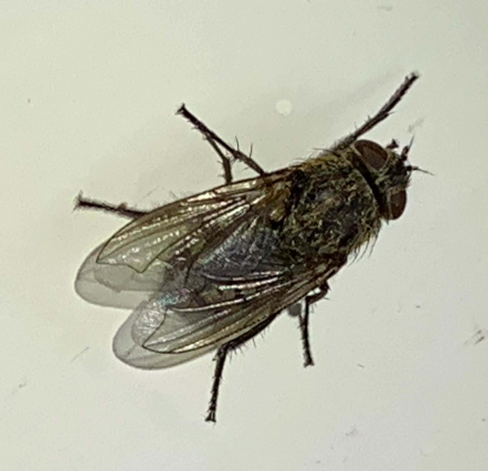 Fly control in progress for Cluster fly | Pest Control Maidstone