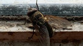 Fly Control to deal with the cluster fly